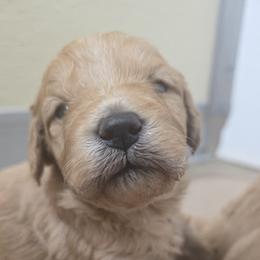 Tiki - Apricot male Goldendoodle puppy in Crawfordsville, Indiana from Winding Creek Ranch Doodles