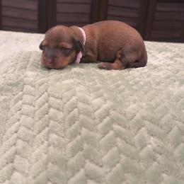 Girl 2 - Red female Dachshund puppy in Belen, New Mexico from Chavez Longhair Lowriders
