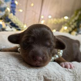 Auggie - Chocolate and cream female Dachshund puppy in Fayetteville, West Virginia from Loop Creek Dachshunds