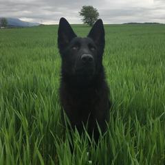 Enox - German Shepherd