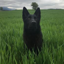 Enox - German Shepherd