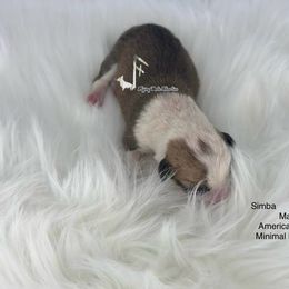 Simba - Sable and white male American Corgi puppy in Casper, Wyoming from Flying Note Shorties