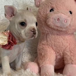 Boston Terrier and French Bulldog Puppies from Angie's Little Bostons And Frenchies