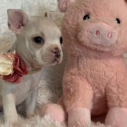 Boston Terrier and French Bulldog Puppies from Angie's Little Bostons And Frenchies