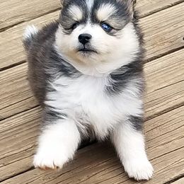 Pomsky Puppies from Acacia Pomskies