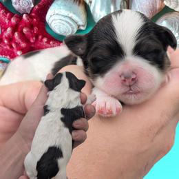 Boy 2 - Liver and white male Shihpoo puppy in Coshocton, Ohio from Forever Family Puppies