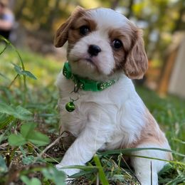 Frodo - Cavalier King Charles Spaniel puppy from Erickson Cavaliers