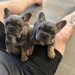 French Bulldog Puppies from Foster Lake Frenchies