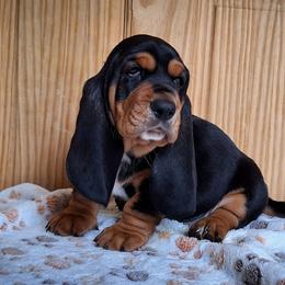 Greta - Black brown and white female Basset Hound puppy in Mack's Creek, Missouri from Mack's Creek Basset Hounds