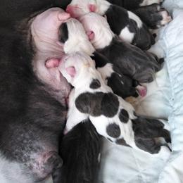 American Bully Puppies from Bolt Action Kennel