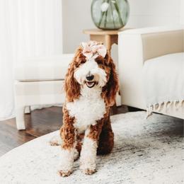Swift - Goldendoodle