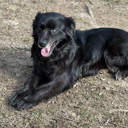 Raven - Australian Shepherd