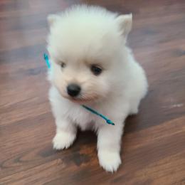Boy 1 - Cream male Pomeranian puppy in Ontario, California from Cynthia's Pomeranians