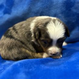 Girl 2 - Blue merle female Toy Australian Shepherd puppy in Lame Deer, Montana from Bar M Toy Aussies