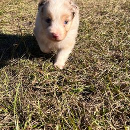 Australian Shepherd Puppies from Mystic Moon Sport Dogs