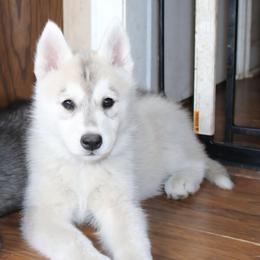 Paramore - Gray and white female Siberian Husky puppy in Le Sueur, Minnesota from Tevana Siberians LLC