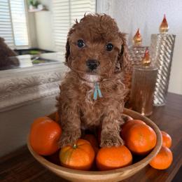 Mr Blue - Red male Cavapoo puppy in Nampa,, Idaho from Clig Doodle Days