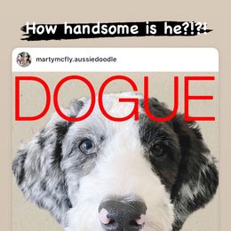 Aussiedoodle All Grown Up from Blu’s Aussiedoodles