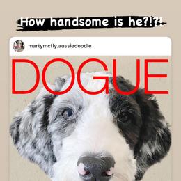 Aussiedoodle All Grown Up from Blu’s Aussiedoodles