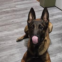 Belgian Malinois from Leviathan’s Misfits