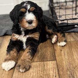 Apollo - Tri-color male Bernedoodle puppy in Salem, Utah from Doodle Doodle Dogs