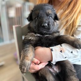 Boogie - Black and red male German Shepherd puppy in Fielding, Utah from Legacy Shepherds