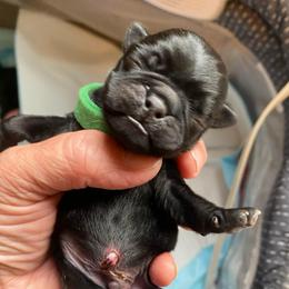 Green boy 2 - Black male Pug puppy in Onalaska, Washington from Cupid’s Pugs