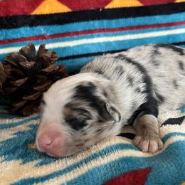 Abby - Blue merle female Miniature Australian Shepherd puppy in Lebanon, Oregon from Two Pines Mini Aussies