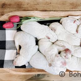 Labrador Retriever Puppies from Bohlken Labradors