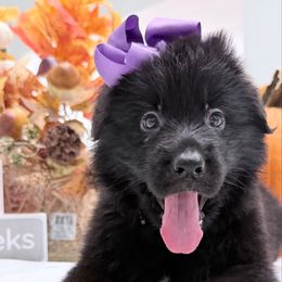 3 Purple - Black and red female German Shepherd puppy in Davie, Florida from Vom Broward Haus