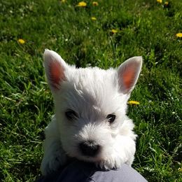 West Highland White Terrier Puppies from Langley's Moonshine Westies