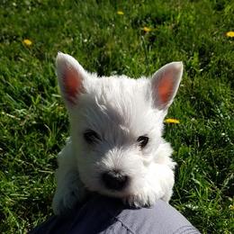 West Highland White Terrier Puppies from Langley's Moonshine Westies