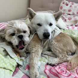 Jindo All Grown Up from Hwarang Kennel Korean Jindo | 화랑 진돗개