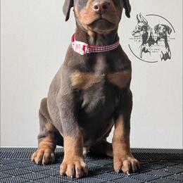 Red Collar Male 6 - Latte x Rogue - Red and rust male Doberman Pinscher puppy in Spencer, Indiana from Jackson's Dobermans