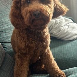 Poodles from Poky Pups