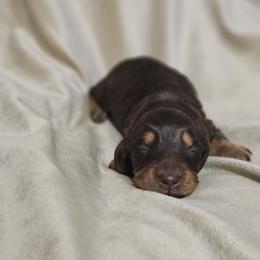 Dolly - Chocolate and tan female Dachshund puppy in Anaconda, Montana from Montana Country Dachshunds
