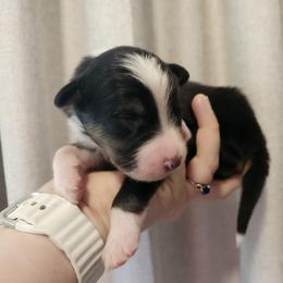 Black Tri Boy reserved - Black tri-color male Australian Shepherd puppy in Hawaii from Hawaii Australian Shepherds