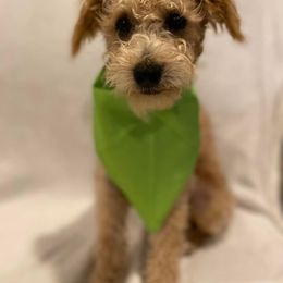 Schnoodle Puppies from Noodle Tings Puppies
