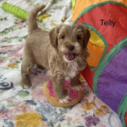 Telly - Caramel male Australian Labradoodle puppy in Londonderry, New Hampshire from Granite State Labradoodles