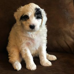 Portuguese Water Dog Puppies from Lakehouse Porties