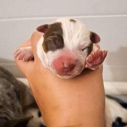 Nimh - Red speckled male Australian Cattle Dog puppy in Marana, Arizona from Impact 3rd Australian Cattle Dogs