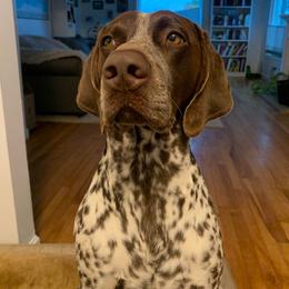 German Shorthaired Pointer All Grown Up from Windward German Shorthaired Pointers