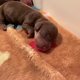 Chocolate Cream Boy 3 - Chocolate and cream male Dachshund puppy in Madison, Indiana from Jensen Dobermans and Dachshunds