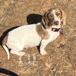 Dachshund Puppies from Camacho_Dachshunds