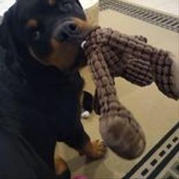 Rottweiler Puppies from Bronx Von Bridges Rottweilers