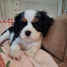 Pink collar, Annabelle - Tri-color female Cavalier King Charles Spaniel puppy in Colorado Springs, Colorado from True Love Colorado Cavalier King Charles Spaniels
