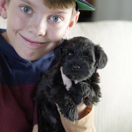 Miniature Schnauzer Puppies from Snowflake Schnauzers