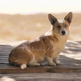 Lady - Red merle and white female Cardigan Welsh Corgi puppy in Denver, Colorado from Monarch Corgis