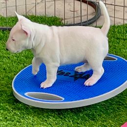 Miniature Bull Terrier Puppies from Tonka Miniature Bull Terriers