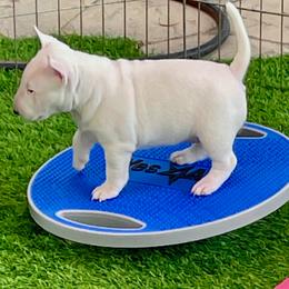 Miniature Bull Terrier Puppies from Tonka Miniature Bull Terriers
